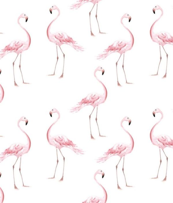 Dekornik, tapet Flamingos