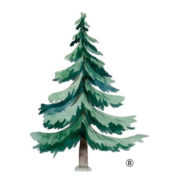 Väggklistermärke gran