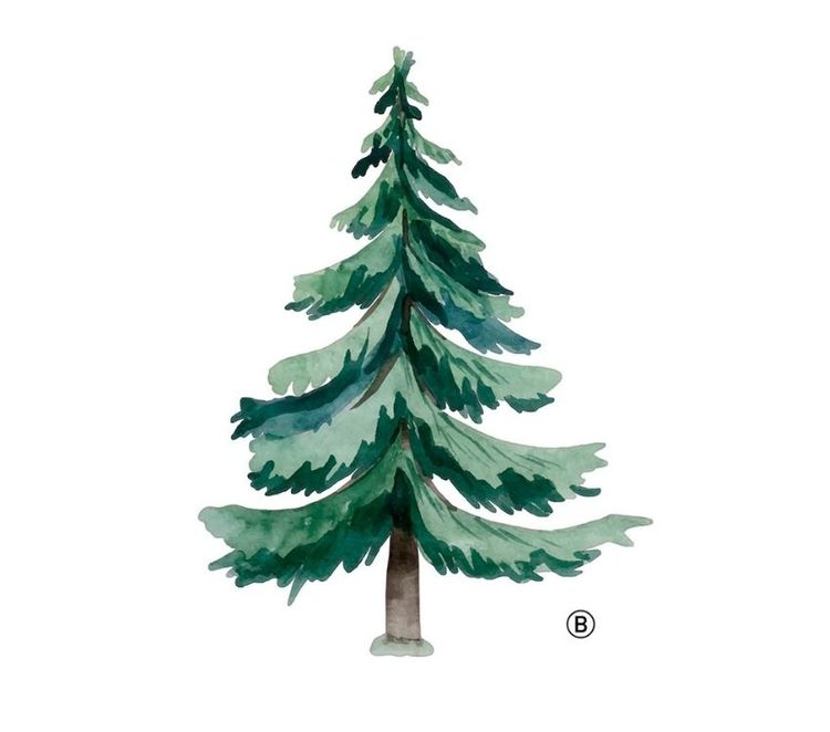 Väggklistermärke gran - Bild 2