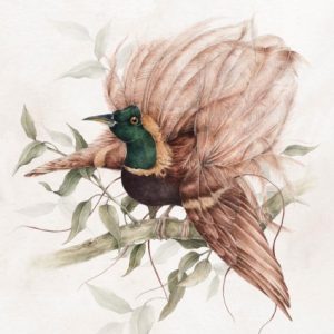 Poster vintage fågel,  poster till barnrummet